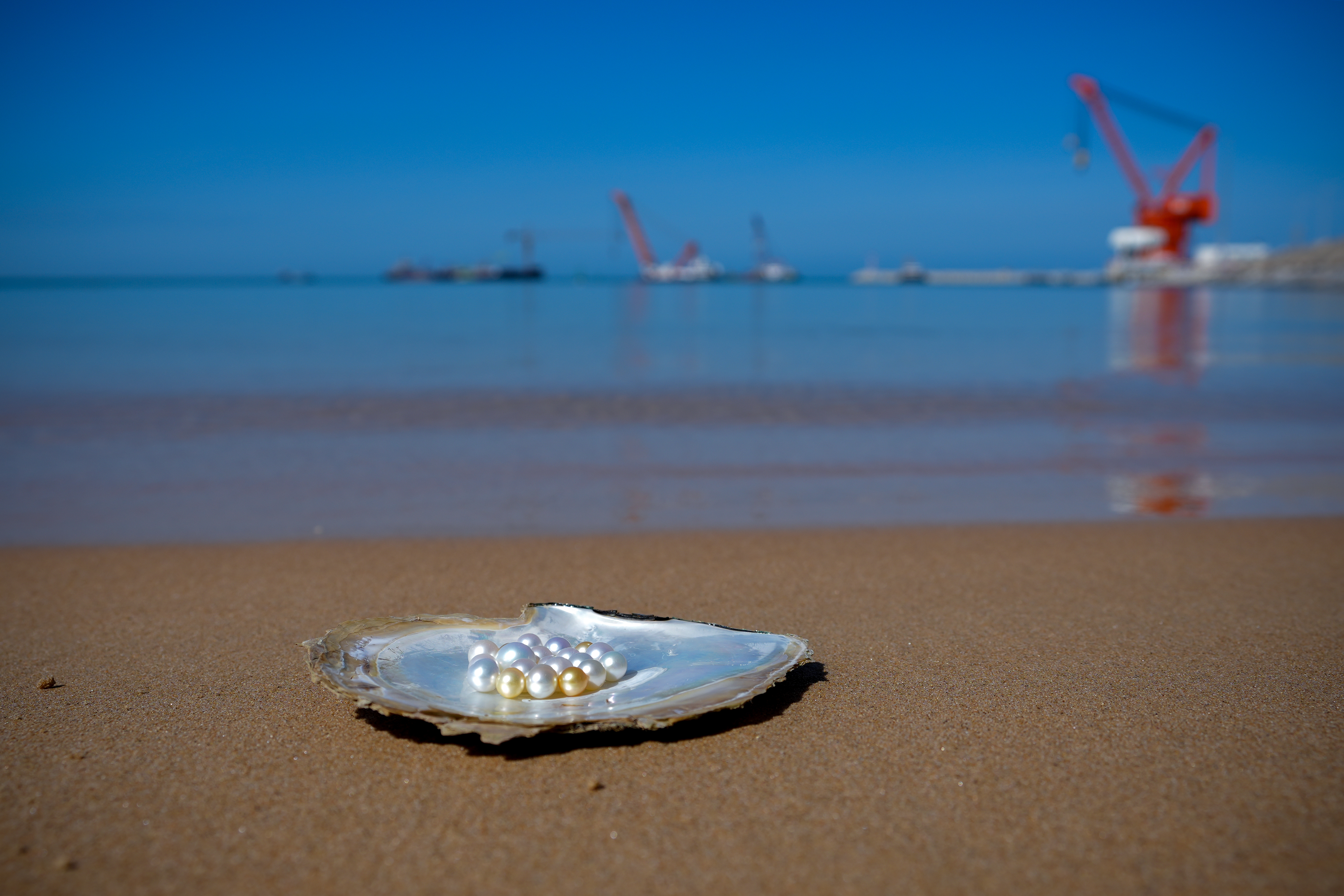 海南核电白蝶贝.jpg